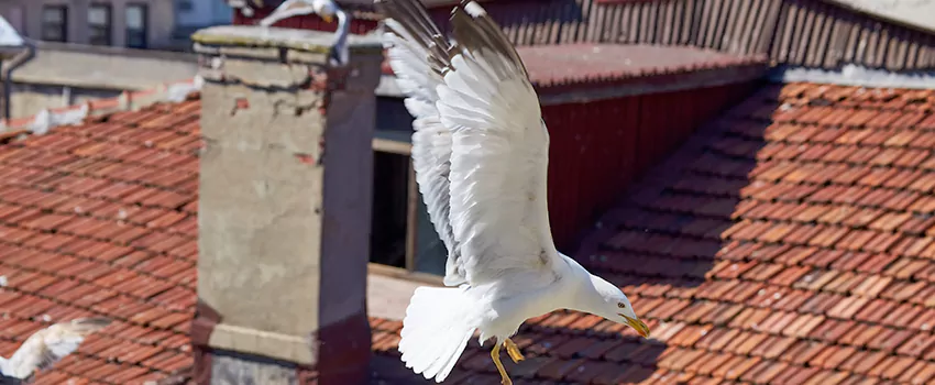 Residential Chimney Animal Removal Solution in Santa Maria, CA